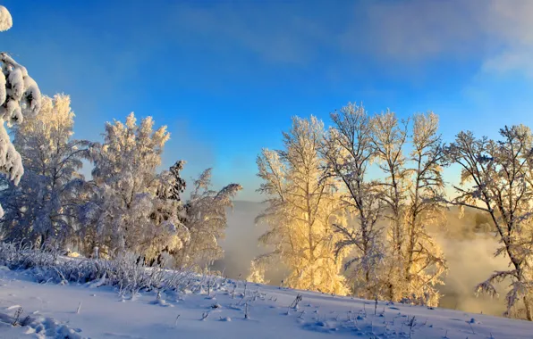 Картинка зима, снег, природа, туман, фото, кусты