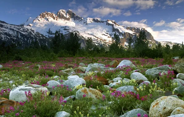 Картинка лес, цветы, горы, камни, Canada