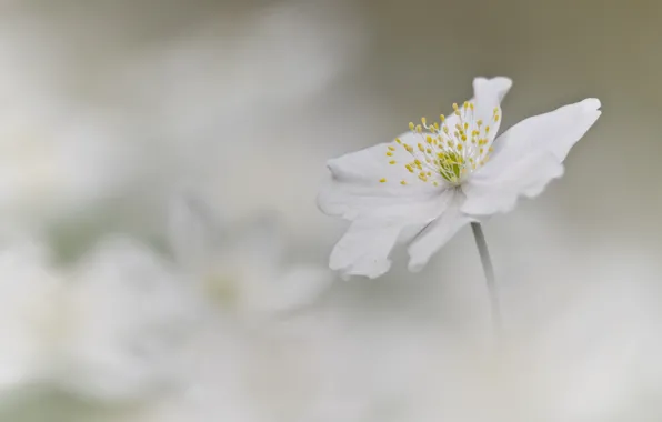 Белый, цветок, фон, анемона