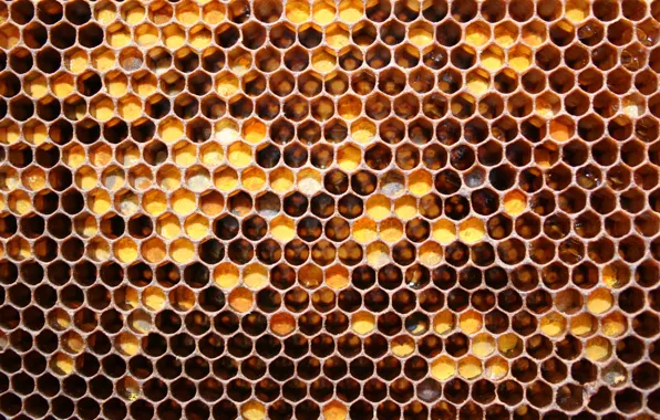 Картинка honey, pattern, Honeycomb, bees