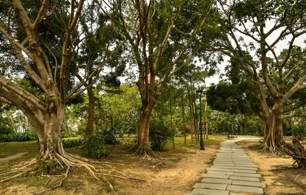 Деревья, парк, дорожка, Китай, Macao