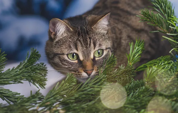 Кошка, кот, ветки, ель, мордашка, хвоя, Нговый год