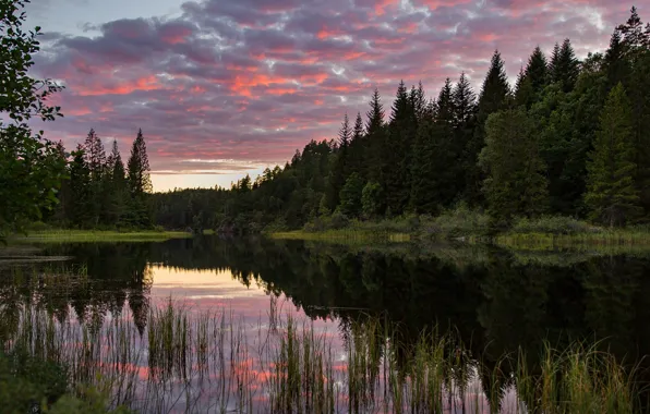 Лес, озеро, Норвегия, Norway