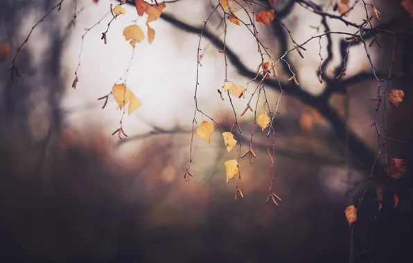 Осень, ветки, дерево, листва, Ноябрь