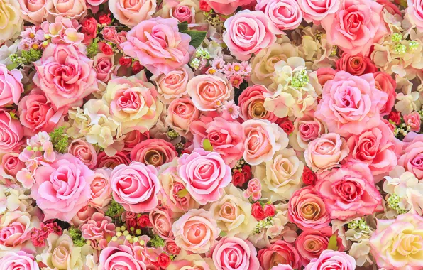 Цветы, фон, розы, colorful, розовые, бутоны, pink, flowers