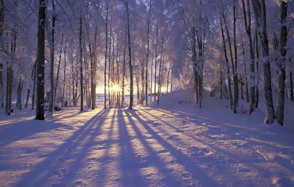 Forest, Winter, trees, landscape, nature, snow, morning, sun