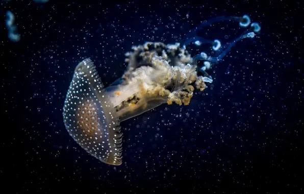Картинка макро, темный фон, медуза, подводный мир