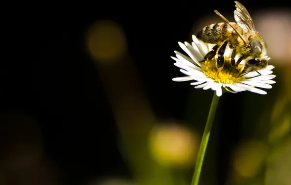 Картинка цветок, солнце, пчела, ромашка, насекомое