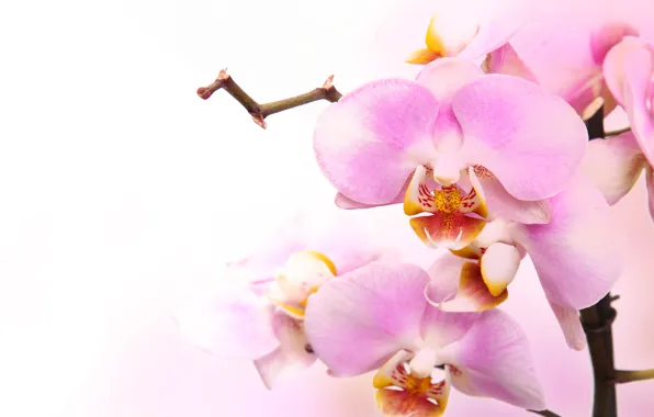 Картинка цветы, нежность, красота, лепестки, орхидеи, бутоны, орхидея, pink