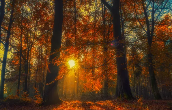 Картинка осень, лес, деревья, солце, опавшая листва