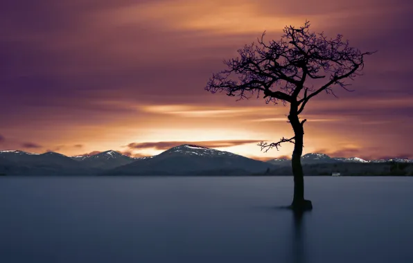 Картинка дерево, озеро, ночь