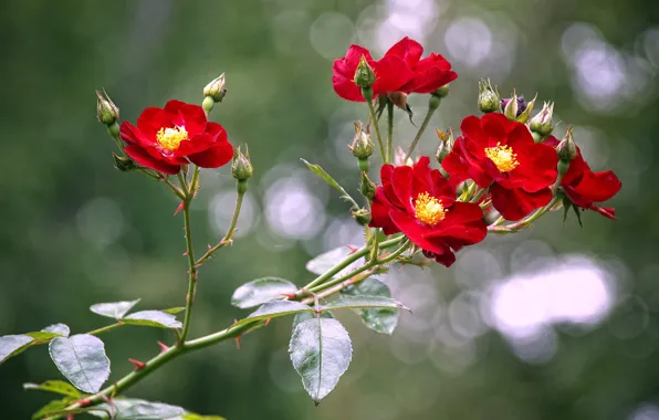 Ветки, розы, бутоны