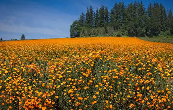 Поле, небо, солнце, деревья, цветы, маки, оранжевые, Oregon