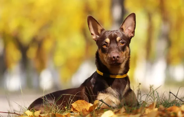 Картинка осень, листья, фон, друг, собака
