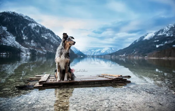 Картинка горы, река, собака