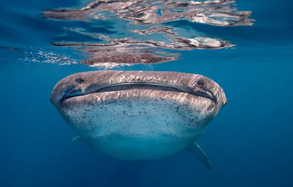 Картинка море, рыба, Whale Shark