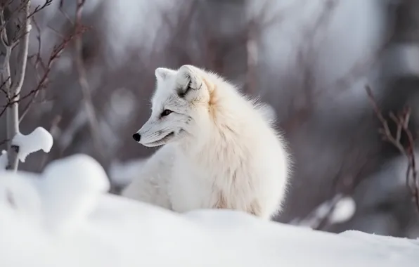 Зима, взгляд, снег, поза, сугробы, мордашка, песец, ИИ-арт