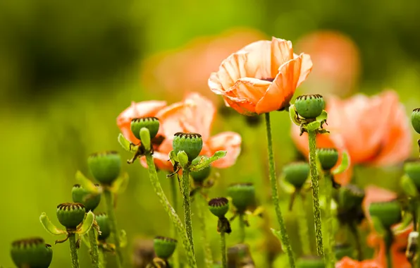 Цветы, green, Маки, flowers, Bartholomew Photography, Papaver
