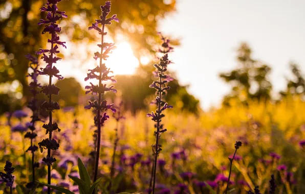 Flower, Sunset, Evening, Meadow, Closeup