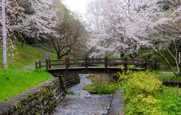 Ручей, Japan, деревянный мост, цветение сакуры