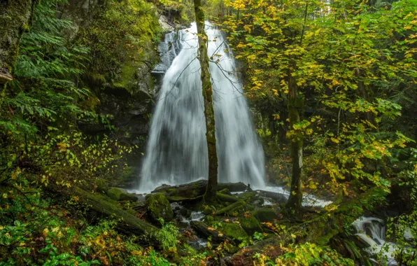 Картинка осень, лес, листья, деревья, камни, водопад, мох, Канада