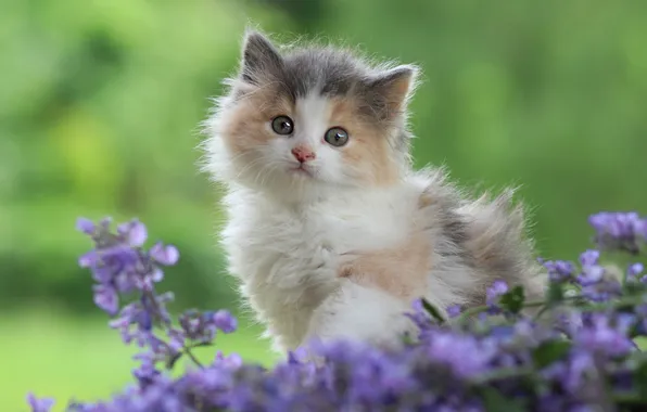 Кошка, взгляд, цветы, поза, котенок, милый, мордашка, зеленый фон