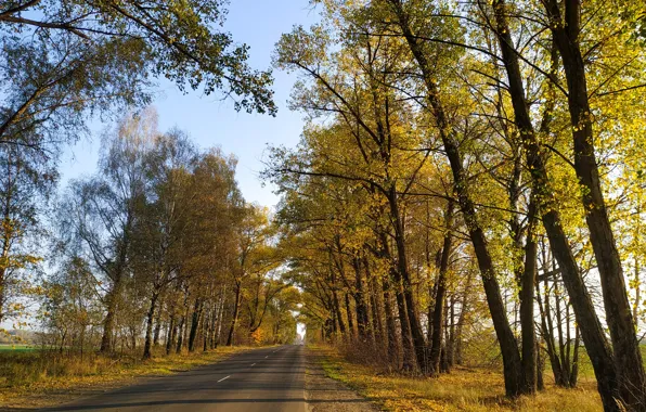 Дорога, природа, Лес