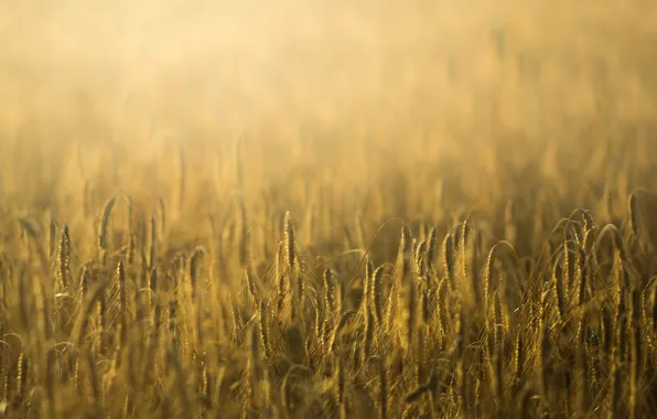 Пшеница, поле, макро, фон, widescreen, обои, рожь, колоски