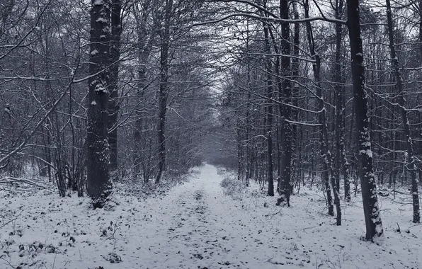 Картинка зима, лес, снег, деревья, Природа
