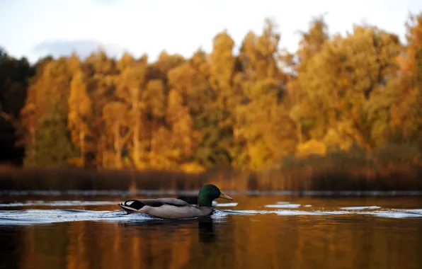 Картинка осень, озеро, утка