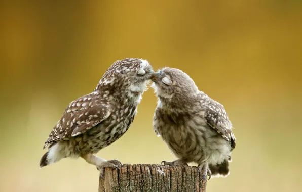 Nature, birds, kiss, cute, outdoors, burrowing owl