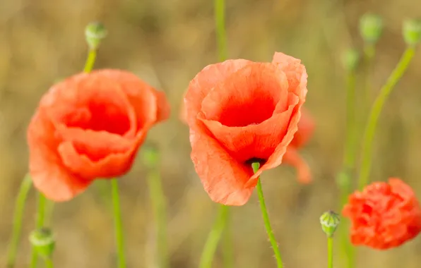 Red, flower, poppy