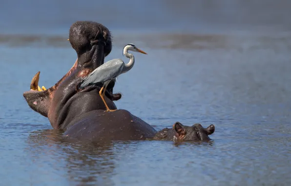 Hippo, South Africa, Kruger National Park, Grey heron, Sunset Dam