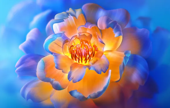 Light, flower, blue, macro