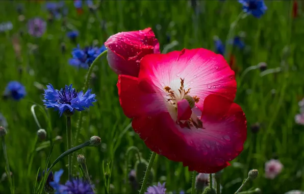 Цветы, природа, красота, nature, flowers, beautifull