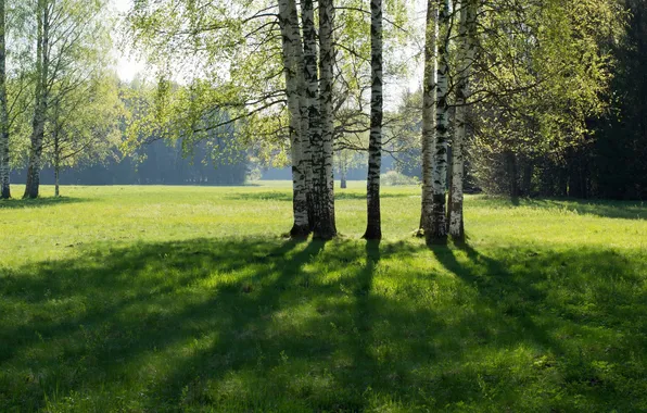 Картинка лес, небо, трава, деревья, пейзаж, природа, поляна, растения