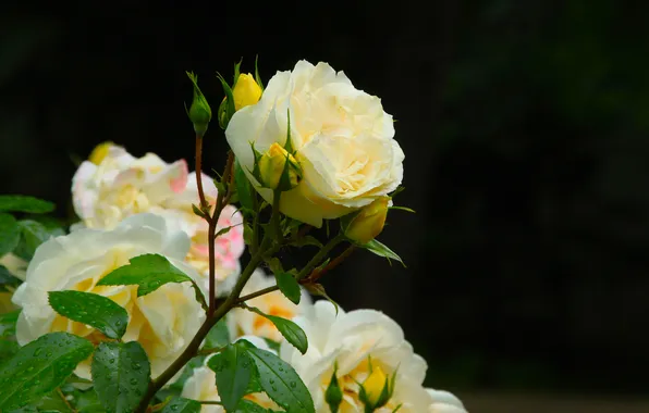 Dark, rose, flower