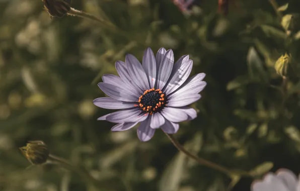 Цвет, Цветок, Растение, Растения, Flower, Flowers, Color, Flora