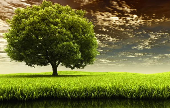 Картинка поле, природа, дерево, травка