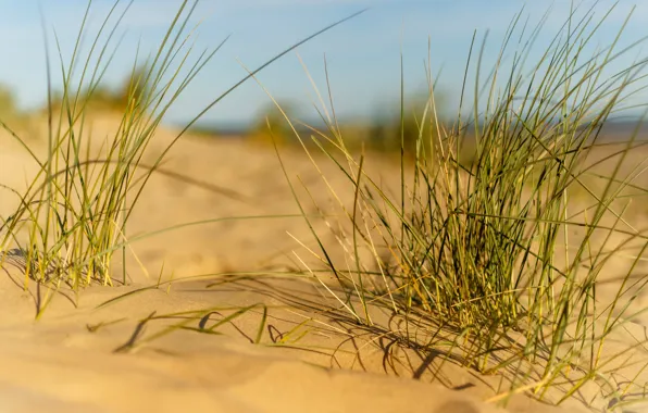 Summer, grass, beach, sand, dune, sunny