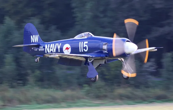 Картинка истребитель-бомбардировщик, WW2, Hawker, одноместный, ВМС Австралии, Sea Fury, корабельного и аэродромного базирования, FB.11 РАН