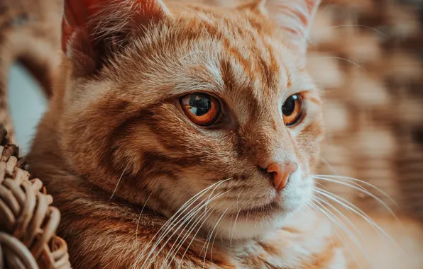 Кошка, кот, взгляд, морда, портрет, рыжий, боке