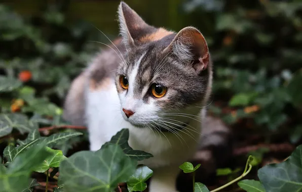 Кошка, кот, взгляд, морда, листья, природа, портрет, желтые глаза