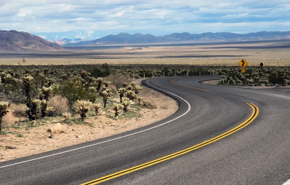 United States, California, Joshua Tree National Park, Pinto Wye