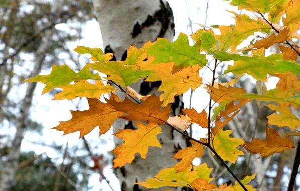 Autumn, leafs, fall