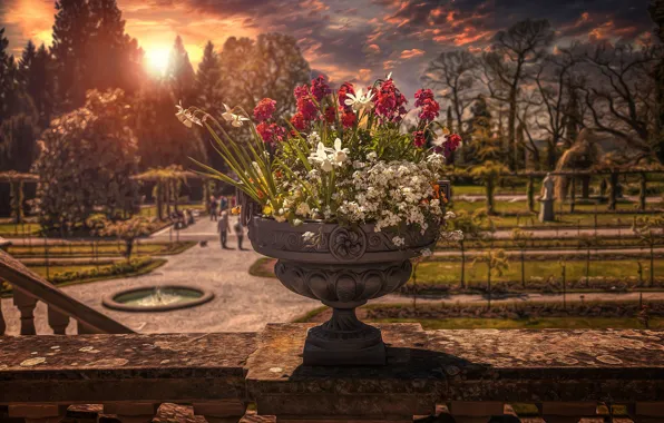 Картинка парк, обработка, букет, кашпо, fading