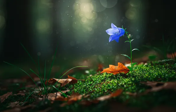 Лес, листья, лучи, мох, пыль, forest, колокольчик, leaves