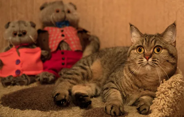 Кошка, кот, взгляд, уют, дом, коты, игрушки, лежит