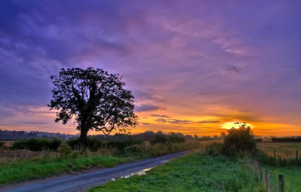 Картинка дорога, пейзаж, закат, дерево