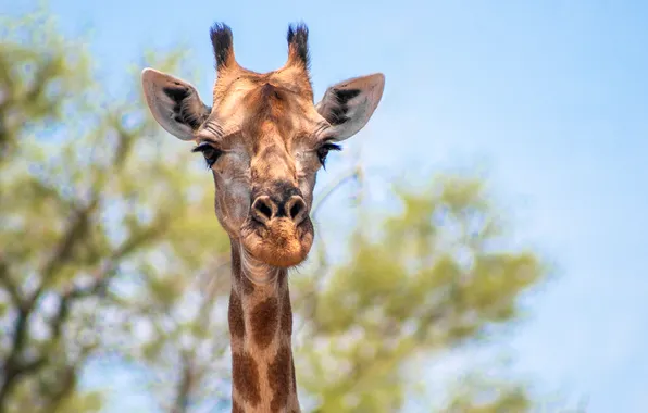 Look, giraffe, mammal